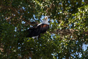 Pygargue vocifère,.Haliaeetus vocifer , African Fish Eagle, Parc national Kruger, Afrique du Sud