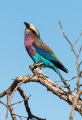 Fototapeta premium Rollier à longs brins,. Coracias caudatus, Lilac breasted Roller