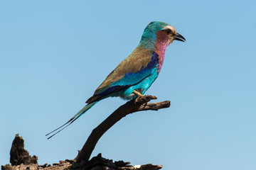 Rollier à longs brins,. Coracias caudatus, Lilac breasted Roller