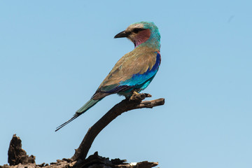 Rollier à longs brins,. Coracias caudatus, Lilac breasted Roller