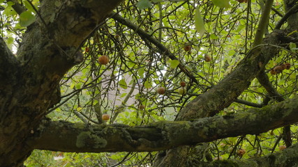 old apple tree