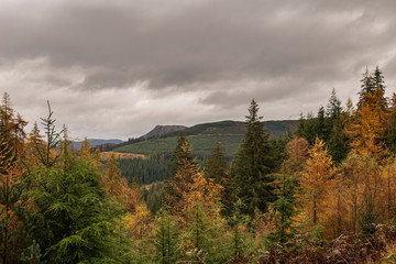 Beautiful vibrant Autumn Fall landscape of larch tree and pine tree forest in the Lake District