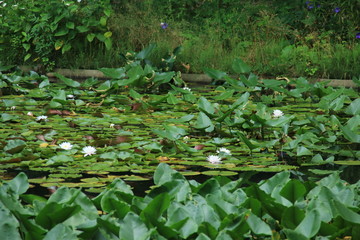 六甲高山植物園の睡蓮