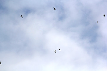 Birds