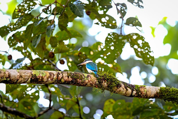 Collared Kingfisher in Borneo, Sabah, Malaysia