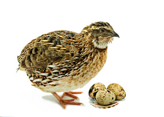Adult quail and eggs isolated on white background