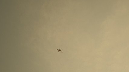 flock of birds flying in the blue sky