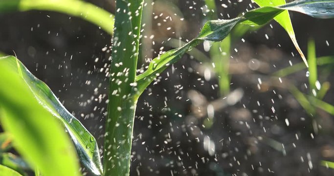 Water droplets on the corn plant, water with corn, fresh green leaves of corn in the fields, agronomic concept