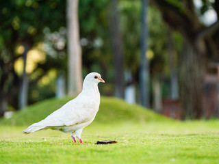 ハワイのワイキキビーチにいた真っ白な鳩。