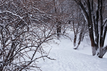 Winter forest landscape. Tall trees under snow cover. January frosty day in the park.