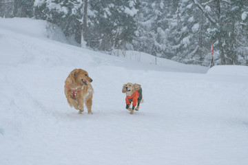 ドッグフィールド舞子_ゴールデンレトニエル