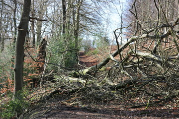 Kräftiger Baum ist umgestürzt nach Sturm im Wald