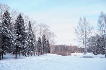 Winter forest landscape. Tall trees under snow cover. January frosty day in the park.