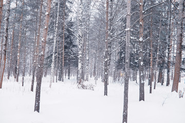 Winter forest landscape. Tall trees under snow cover. January frosty day in the park.