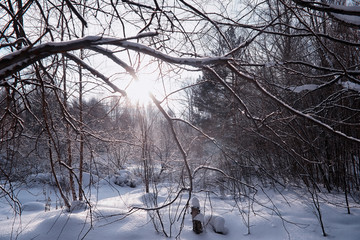 Winter forest landscape. Tall trees under snow cover. January frosty day in the park.