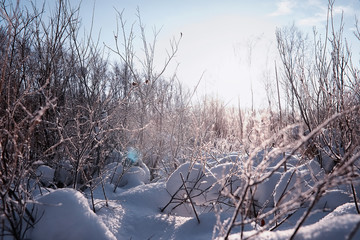 Winter forest landscape. Tall trees under snow cover. January frosty day in the park.