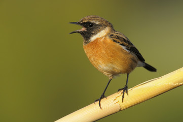 Stonechat - Cartaxo comum -  Saxicola rubicola