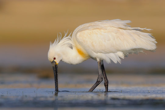 Eurasian Spoonbill - Colhereiro - Platalea leucorodia