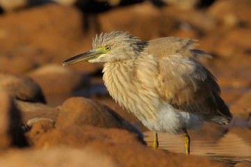Squacco Heron - Papa-ratos Ardeola ralloides