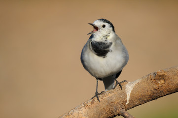 White Wagtail - Alvéola branca - Motacilla alba