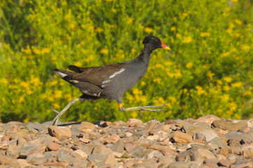 Common Moorhen - Galinha de agua - Gallinula chloropus