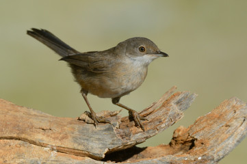 Sardinian warbler - Toutinegra cabeça preta -  Sylvia melanocephala