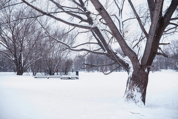 Winter forest landscape. Tall trees under snow cover. January frosty day in the park.