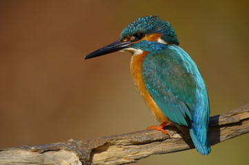 Kingfisher - Alcedo Atthis - Guarda Rios