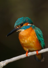 Kingfisher - Alcedo Atthis - Guarda Rios