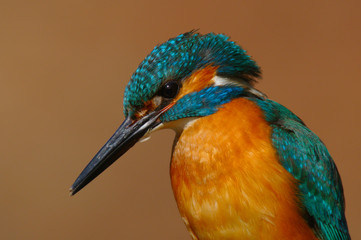 Kingfisher - Alcedo Atthis - Guarda Rios