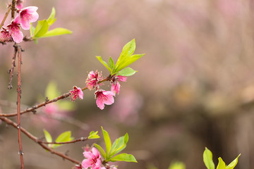 Peach flower in bloom in organic trees