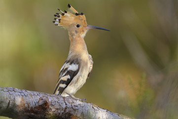 Hoopoe - Poupa - Upupa epops © FernandoBatista