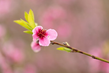 Peach flower in bloom in organic trees