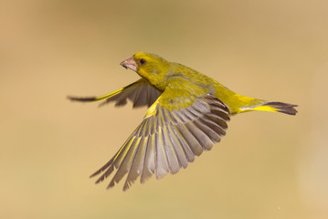 Greenfinch - verdilhão - Carduelis chloris