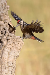 Great spotted woodpecker - Picapau malhado grande -  Dendrocopos major