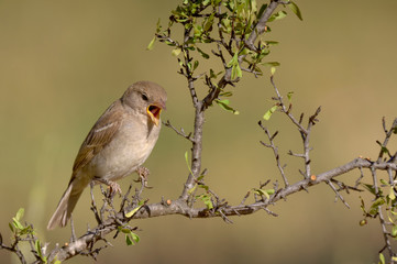 Greenfinch - verdilhão - Carduelis chloris