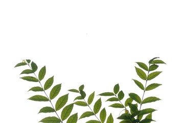 Tropical plant leaves with branches on white isolated background for green foliage backdrop 