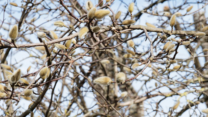 Magnolia étoilé (Magnolia stellata) aux magnifiques rameaux garnis de bourgeons soyeux en fin d'hiver