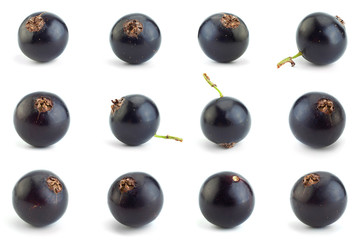 Black currant berries closeup collection
