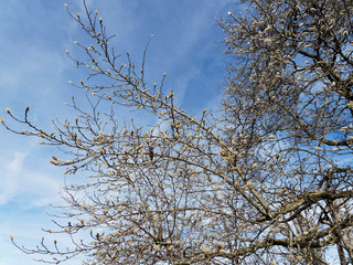 (Magnolia stellata) Branches de magnolia étoilé garnies de magnifiques bourgeons soyeux de fin d'hiver