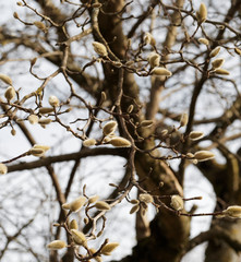 (Magnolia stellata) Bourgeons floraux soyeux du magnolia étoilé en fin d'hiver