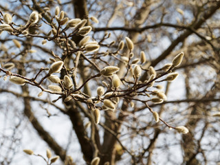 Magnolia étoilé (Magnolia stellata) aux magnifiques rameaux garnis de bourgeons soyeux en fin d'hiver