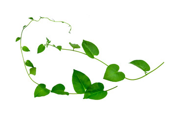 Wild morning glory leaves jungle vines tropical plant isolated on white background, clipping path...