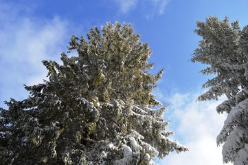 fir trees under the snow