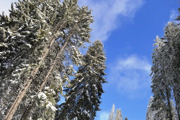 fir trees under the snow
