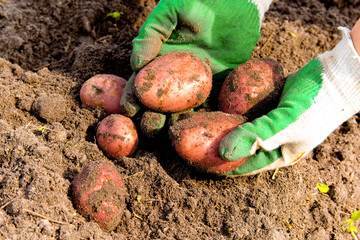 Pink Potato Variety in the hands of farmer in garden after the harvest