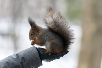 Red eurasian squirrel on the tree in the park, close-up.