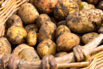 Potato Varietal assembled on the garden in an old wooden wicker basket