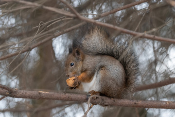 Red eurasian squirrel on the tree in the park, close-up.
