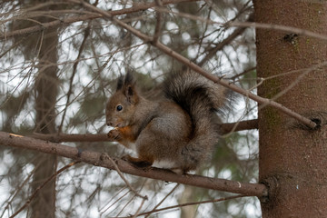 Fototapeta premium Red eurasian squirrel on the tree in the park, close-up.
